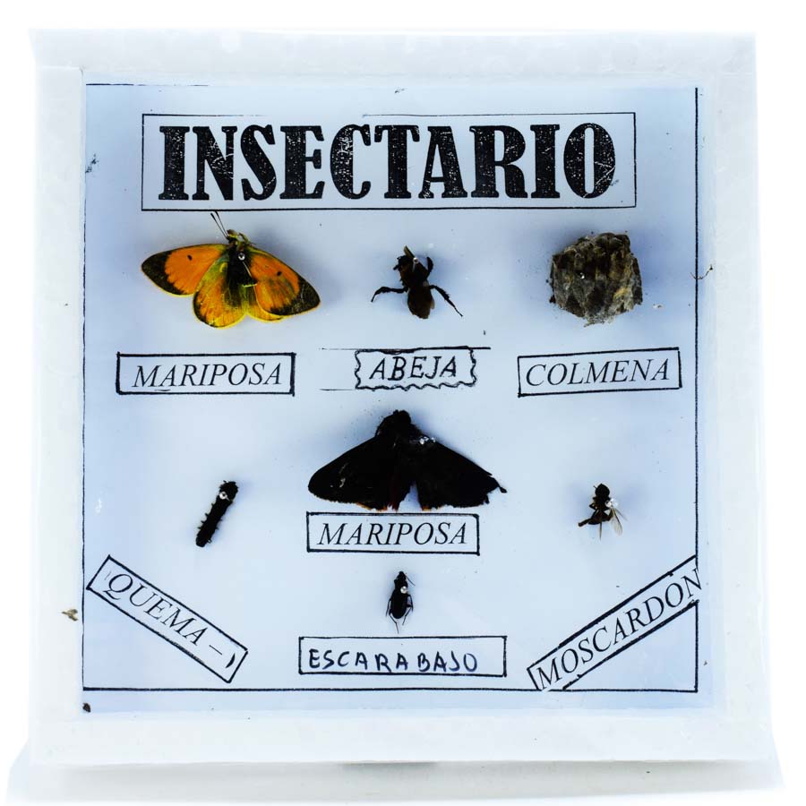 INSECTARIO PEQUEÑO 